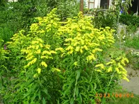 august01 026.webp