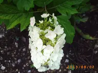 august01 024.webp
