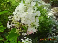 august01 022.webp