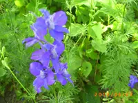 august01 015.webp
