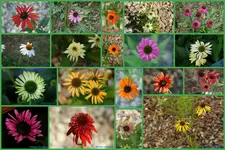 Echinacea.webp