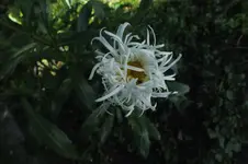 Margarite.webp
