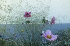 anemone u ziergras.webp