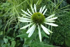 echi alba.webp