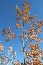 Federmohn.webp