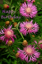 pinke Kornblume.webp