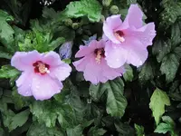 063.webp