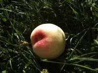 BILD2369.webp