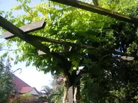 Klettertrompete gelb 2.8.2013.webp