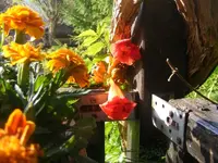Klettertrompetenblüten.webp