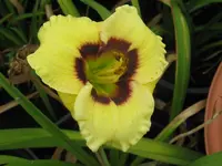 sil.doodlebug_1024x768.webp