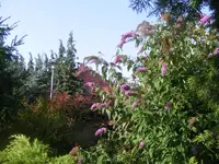 Sommerflieder 2.8.2013.webp