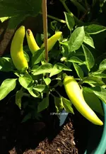 HotBanana.webp