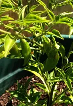 Limon.webp