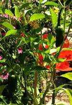Piment Padron.webp
