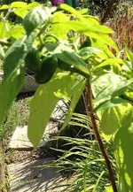Rocoto2.webp