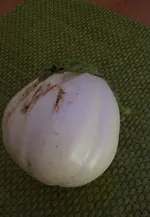 Aubergine.webp