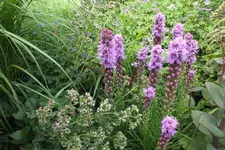 2013_0803Sommer0012.webp