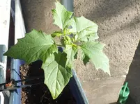 DSCF3154.webp