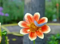 P1000350.webp