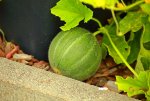 erste Ananas_Melone_Grösse Tennisball_1024.JPG