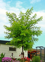 Goldrobinie in vollem Laub_640.webp