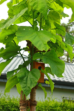 Catalpa mutiert_640.webp