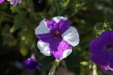 _DSC2931.webp