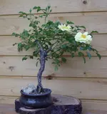 Rose01b_Bildgröße ändern.webp