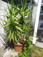 P1030511.webp