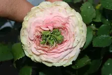 Topfrose 02.08.13.webp
