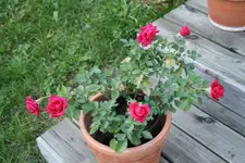 Topfrose unbekannt 02.08.13.webp