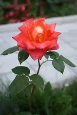 Orange Princess 02.08.13.webp