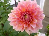 P1080210.webp