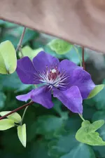 Clematis The President 02.08.13.webp