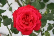 Dame de Coeur 03.08.13 (2).webp