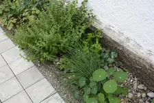 Kräuter 03.08.13.webp