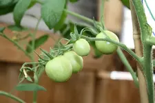 Tomaten 03.08.13 (2).webp