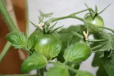 Tomaten 03.08.13.webp