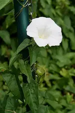 Zaunwinde 03.08.13.webp