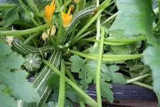 Zucchini Coucourzelle 03.08.13.webp