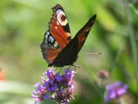 033.webp