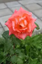 Orange Princess 04.08.13.webp