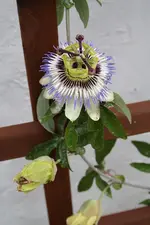 Passionsblume 04.08.13.webp