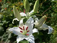 Madonnenlilie.webp