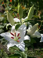 Madonnenlilie (2).webp