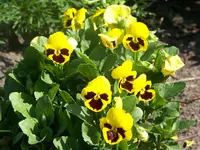 009.webp
