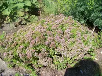 Thymus vulgaris Compactus.webp