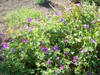Rozanne.webp