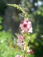 Verbascum Southern Charme.webp